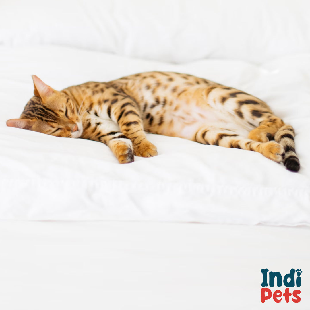 Fur Bed