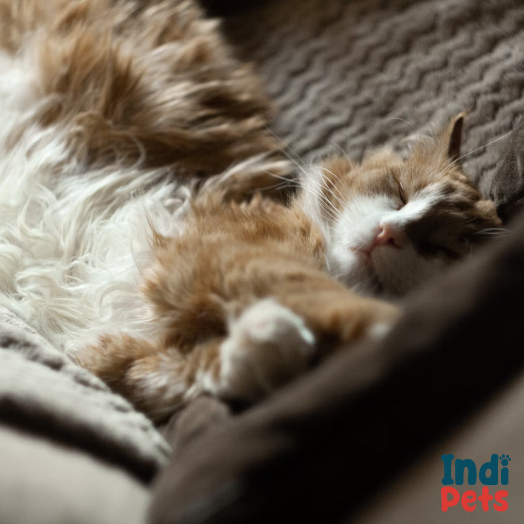 Striped Pet Bed