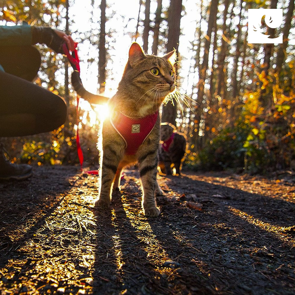 RC Pets Adventure Kitty Harness